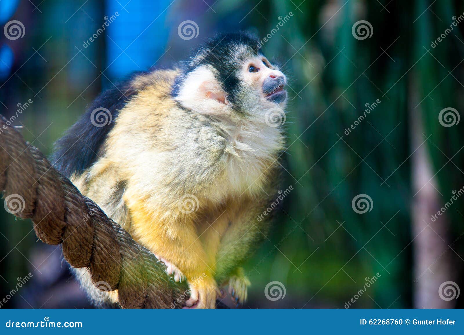 bolivian squirrel monkey