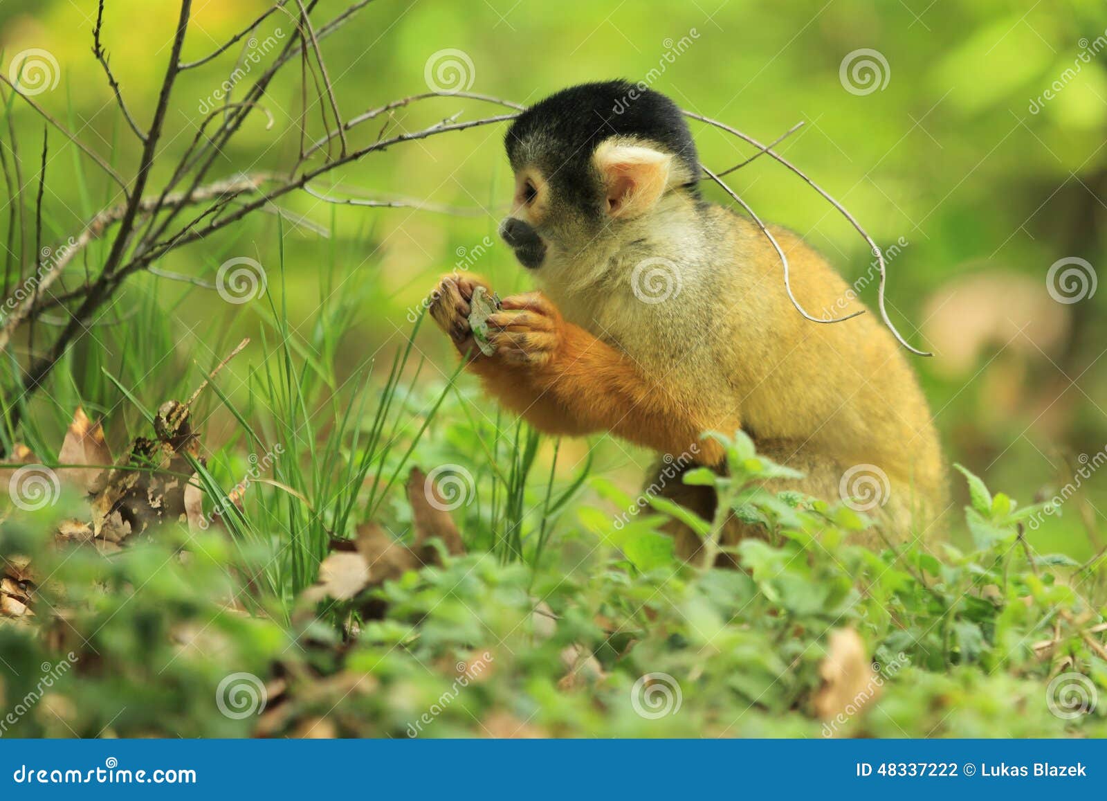 bolivian squirrel monkey