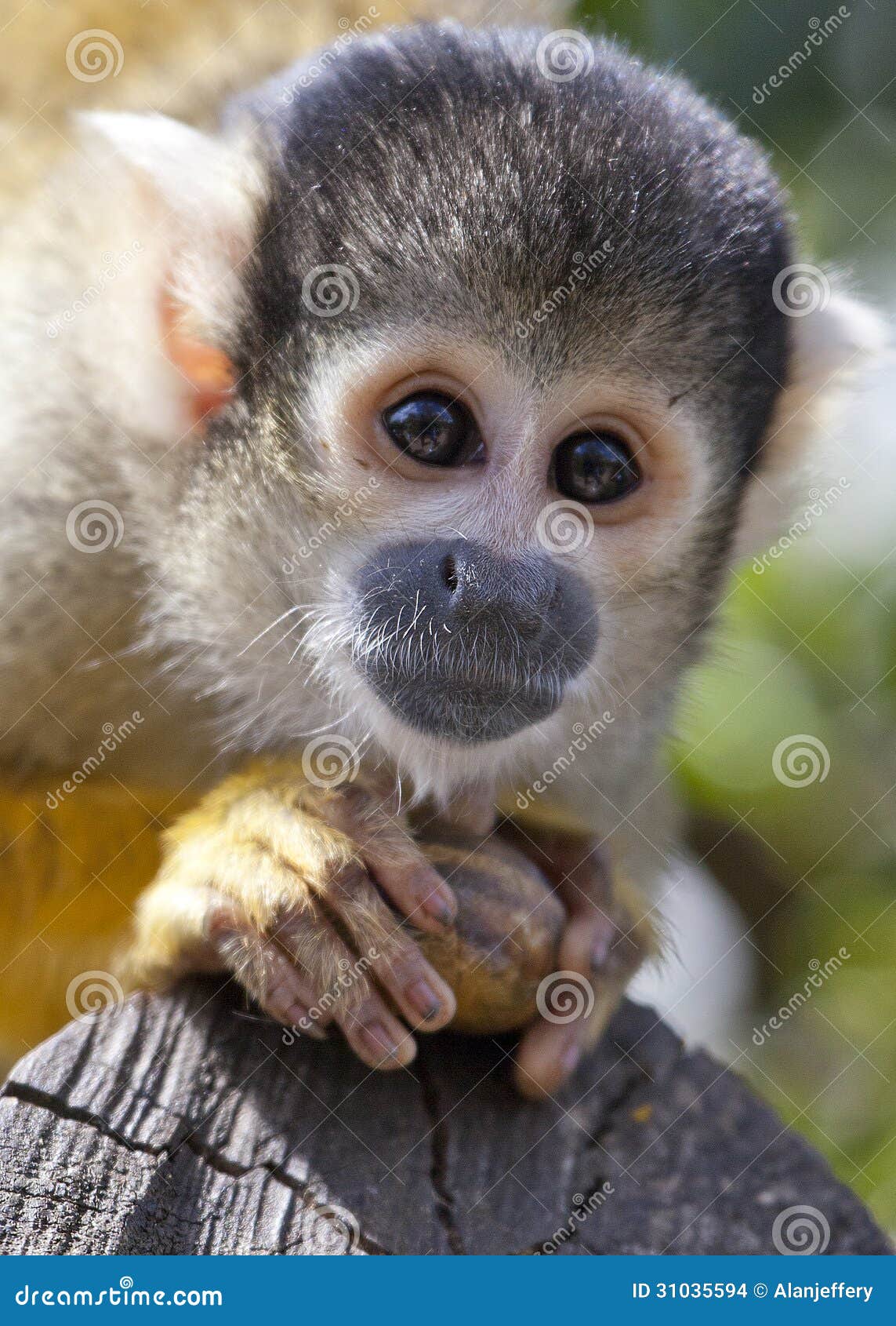 bolivian squirrel monkey portrait