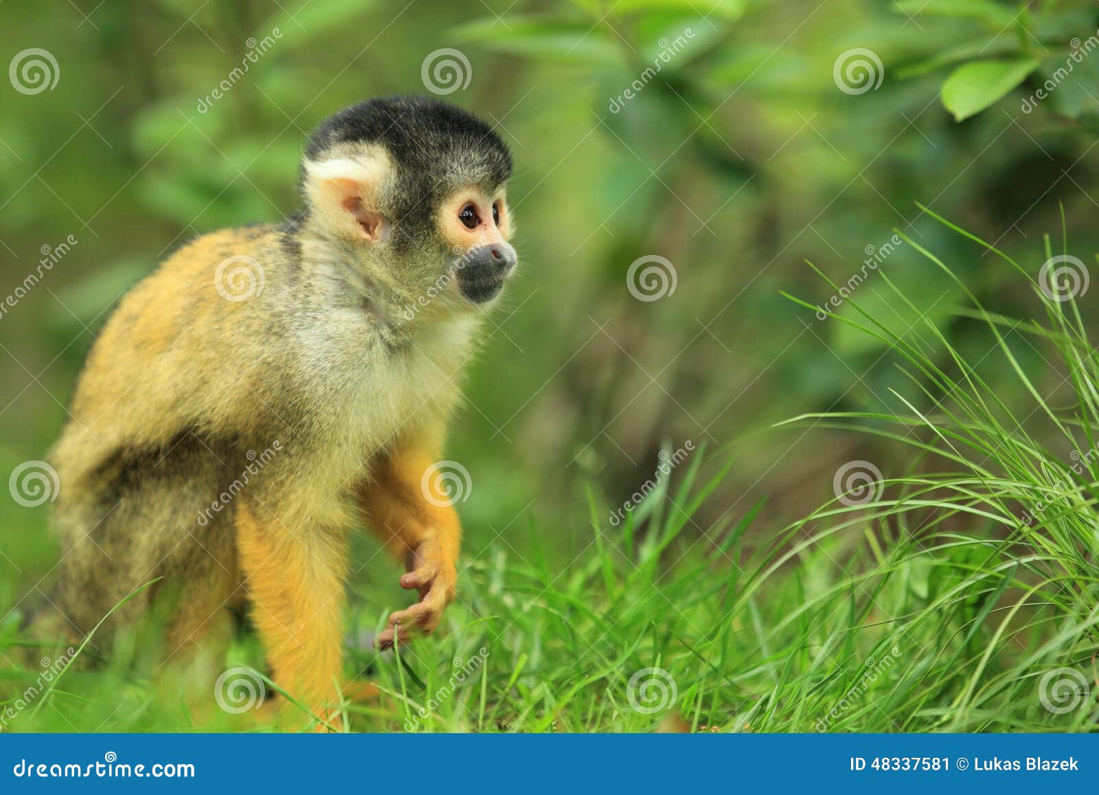 bolivian squirrel monkey