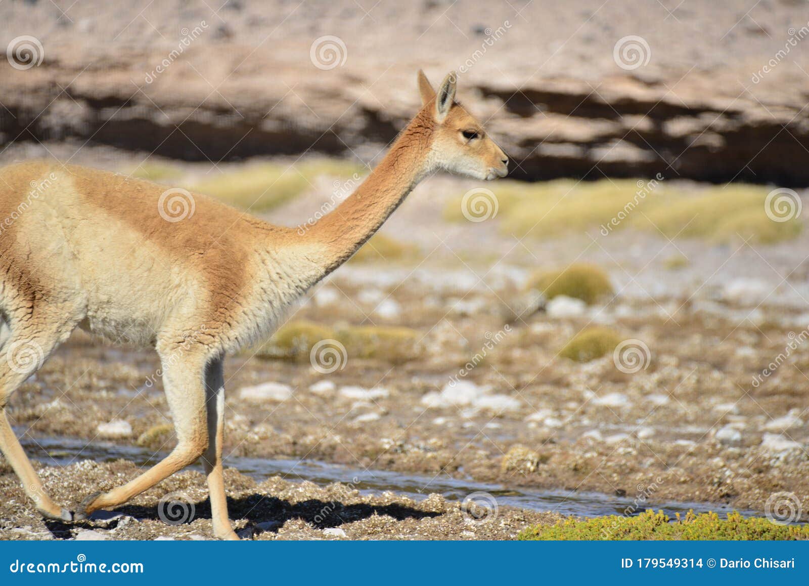 the bolivian vicuÃÂ±a