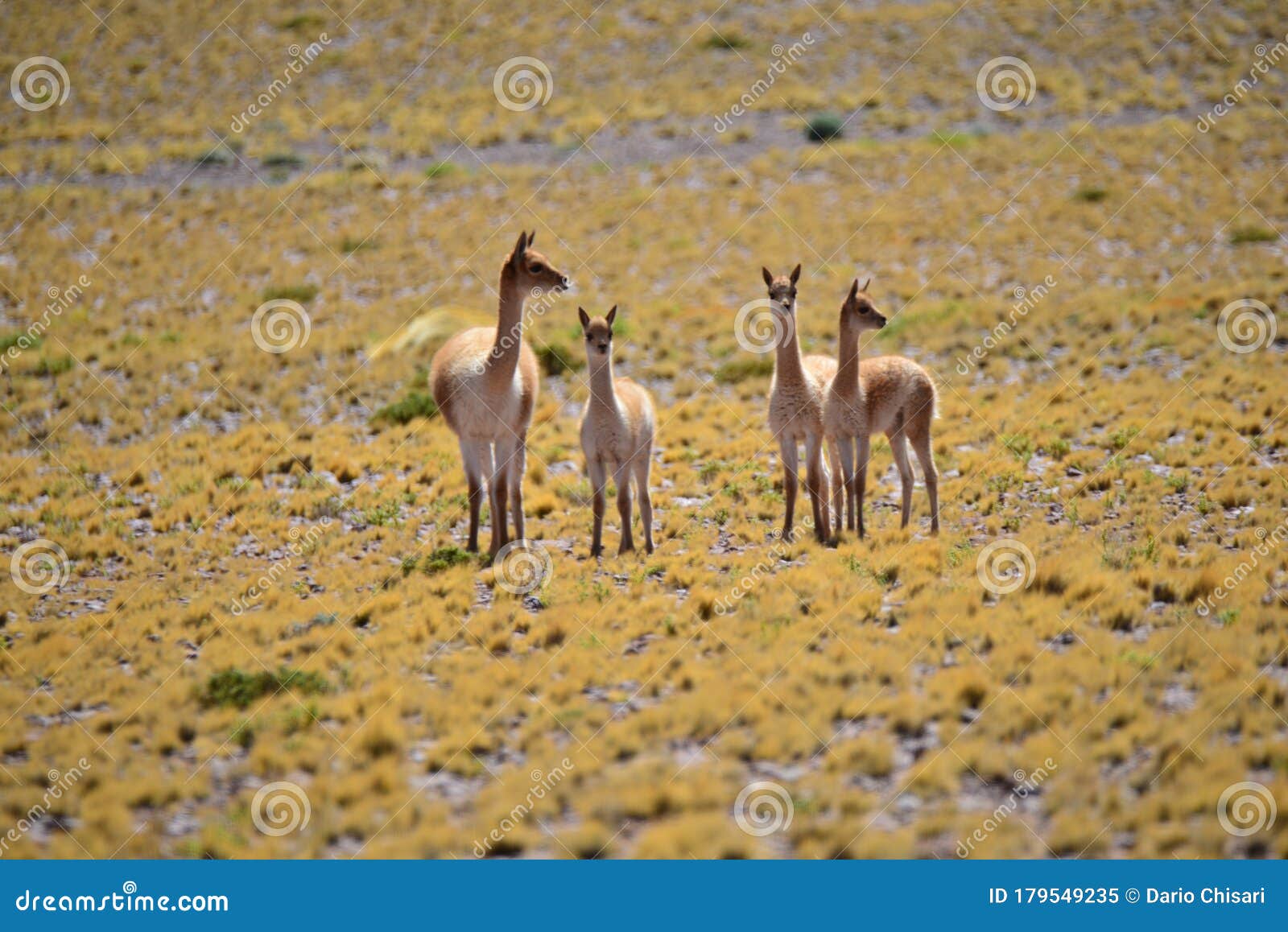 the bolivian vicuÃÂ±a