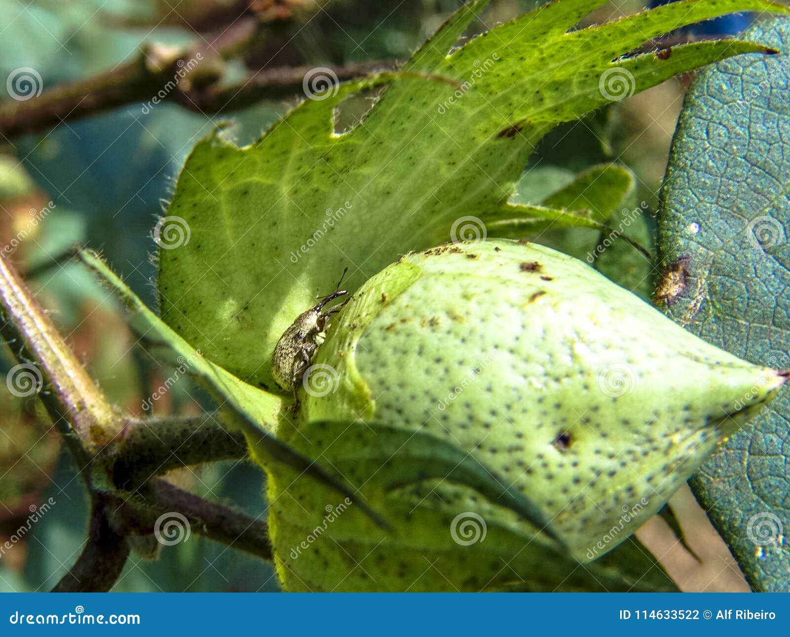 boll weevil in cotton field