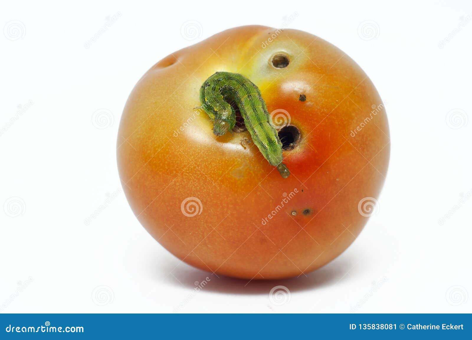 download tomato worm download tomato worm