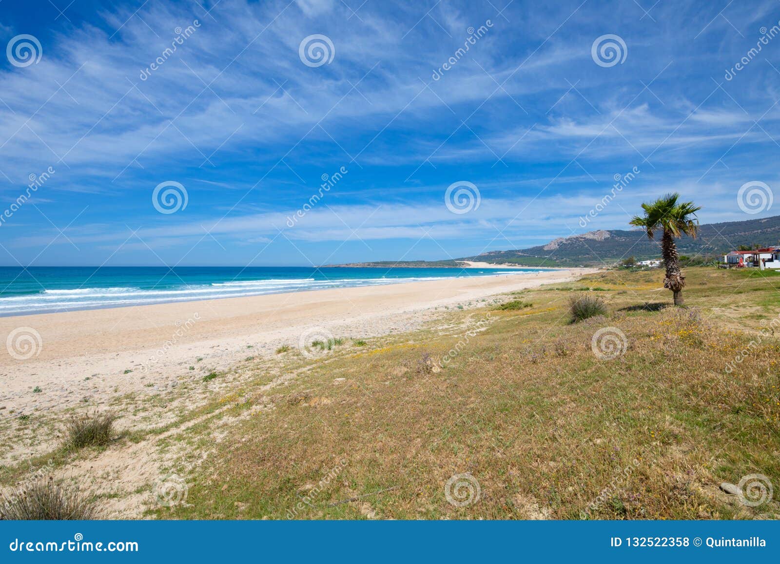 bolonia beach from a meadow with palm tree in tarifa