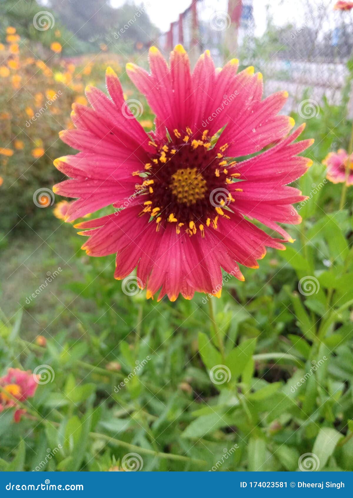 Bom Dia Floração Beleza Vegetal E Flor Da Natureza Flor Cabeça Planta Parte Folha Nenhuma Pessoa Cor Rosa Cor Rosa No Exterior Fre Imagem de Stock - Imagem de nave, povos: 174023581 Bom Dia Floração Beleza Vegetal E Flor Da Natureza Flor Cabeça Planta Parte Folha Nenhuma Pessoa Cor Rosa Cor Rosa No Exterior Fre Imagem de Stock - Imagem de nave, povos: 174023581