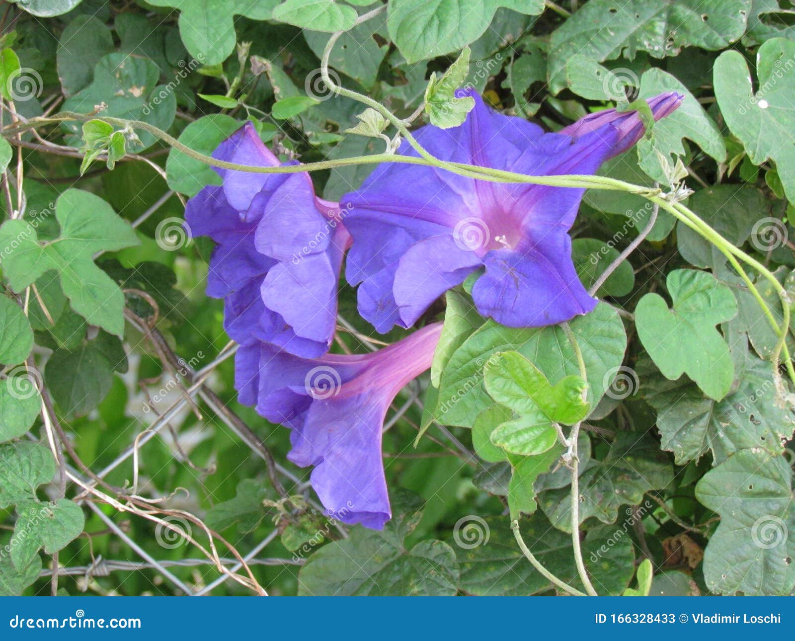 Bom Dia Glória Ipomoea Purpurea Imagem de Stock - Imagem de flora, fumo: 166328433 Bom Dia Glória Ipomoea Purpurea Imagem de Stock - Imagem de flora, fumo: 166328433