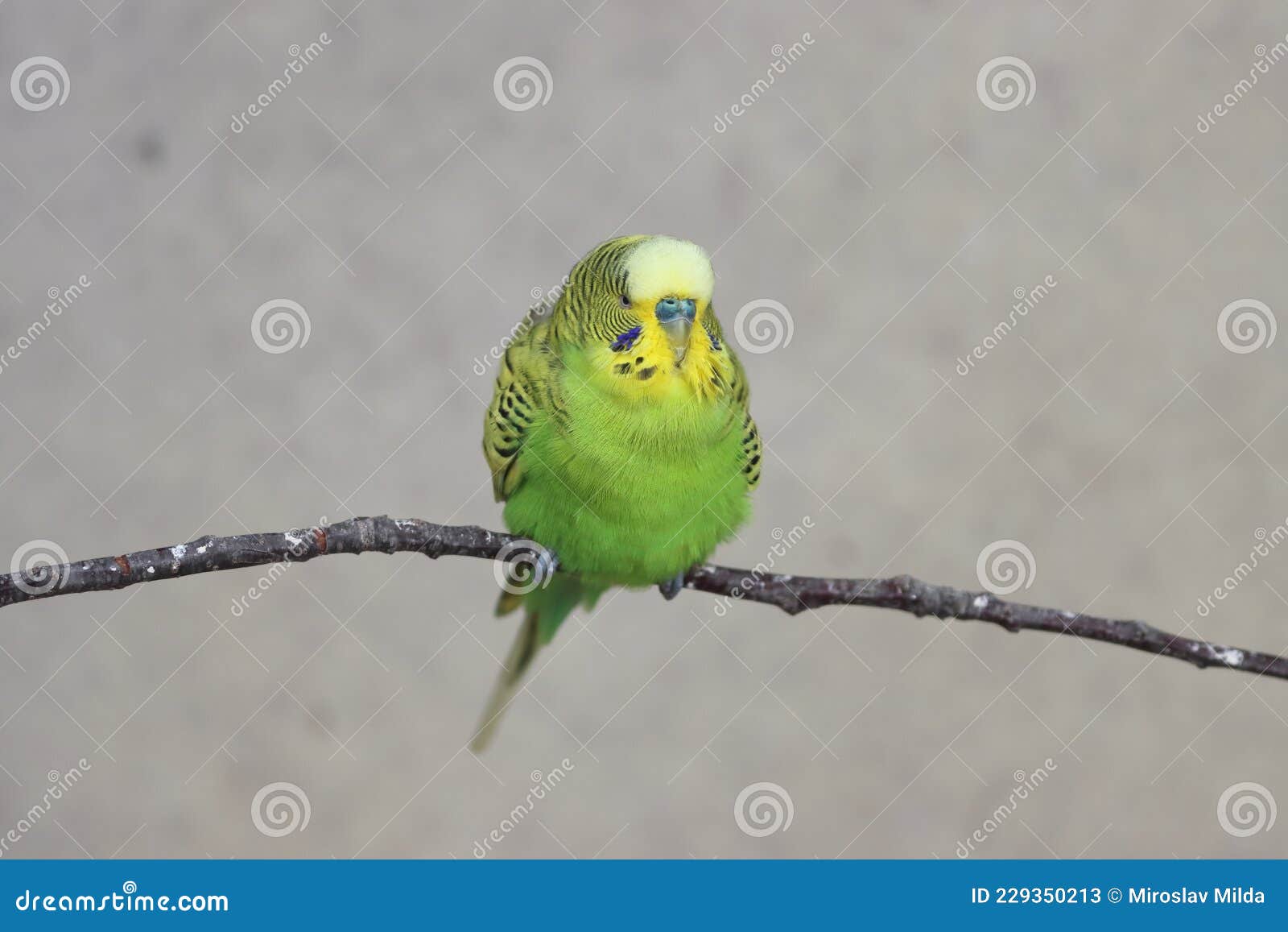 Bom E Colorido Pássaro Bucal Imagem de Stock - Imagem de pequeno, bico: 229350213 Bom E Colorido Pássaro Bucal Imagem de Stock - Imagem de pequeno, bico: 229350213