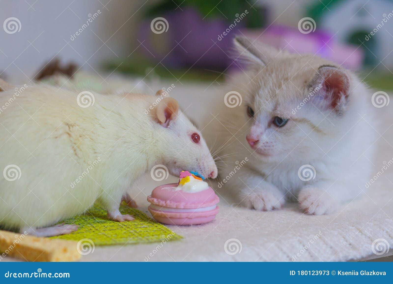 Bom Humor. Gato E Rato Bonitos. Tom E Jerry. Bom Dia E Tenha Um Bom Dia. Rato Com Imagem de Stock - Imagem de queijo, coma: 180123973 Bom Humor. Gato E Rato Bonitos. Tom E Jerry. Bom Dia E Tenha Um Bom Dia. Rato Com Imagem de Stock - Imagem de queijo, coma: 180123973