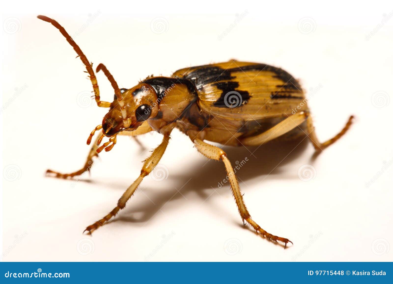 Bombardier Beetles on a Smooth Background. Stock Photo Image of