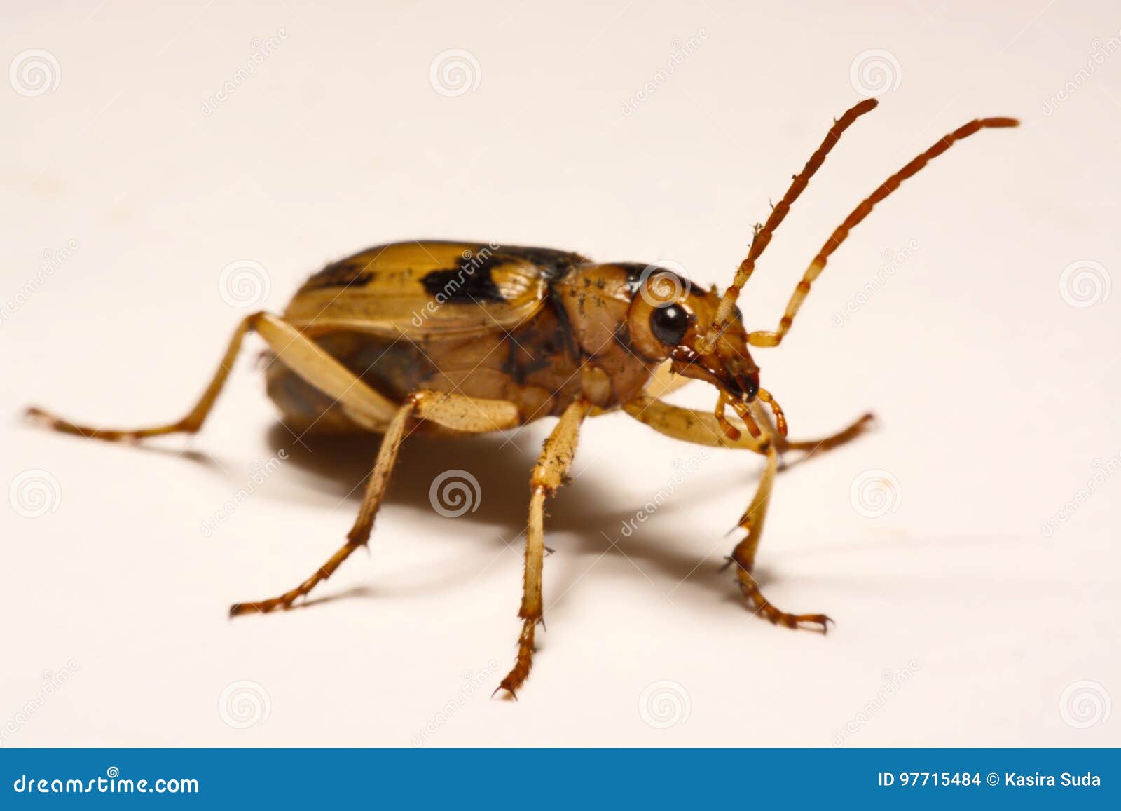 Bombardier Beetles on a Smooth Background. Stock Photo Image of
