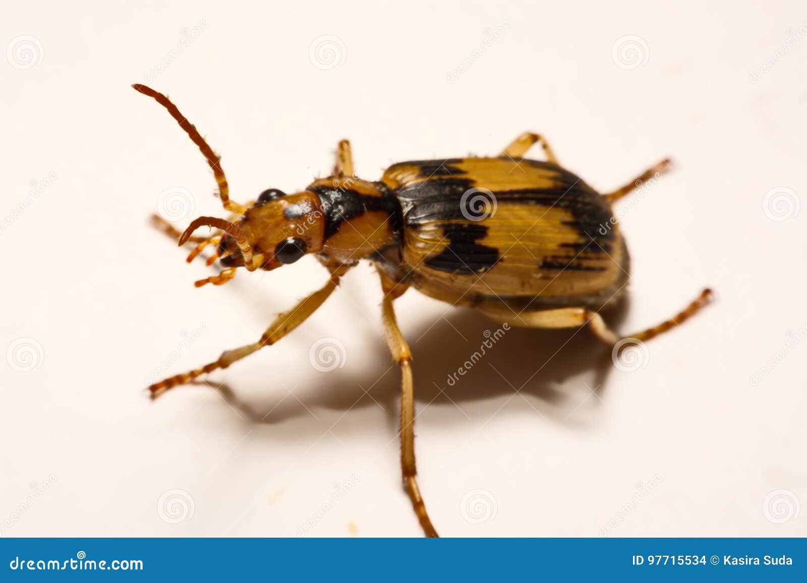 Bombardier Beetles on a Smooth Background. Stock Photo Image of