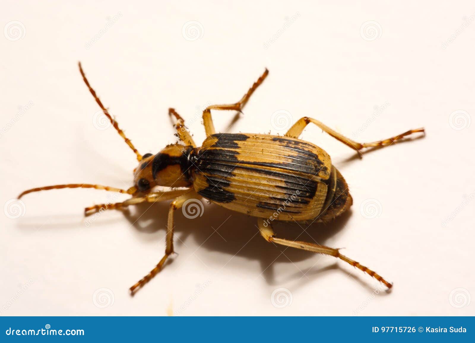 Bombardier Beetles on a Smooth Background. Stock Photo Image of