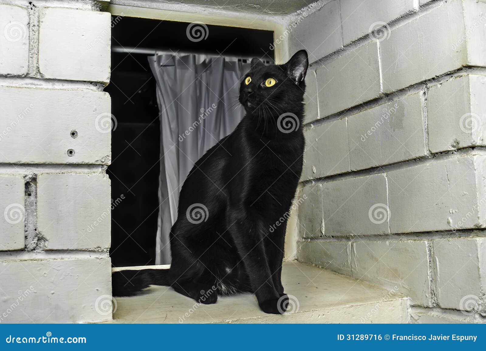 bombay breed cat