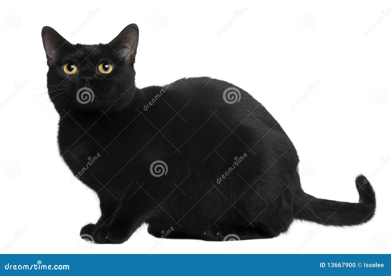 bombay cat, 8 months old