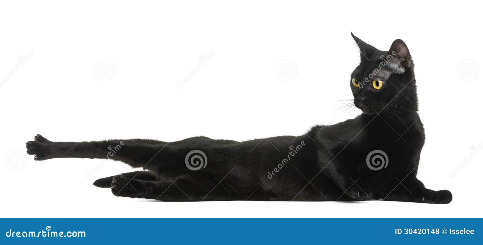 bombay cat lying, stretching and looking away