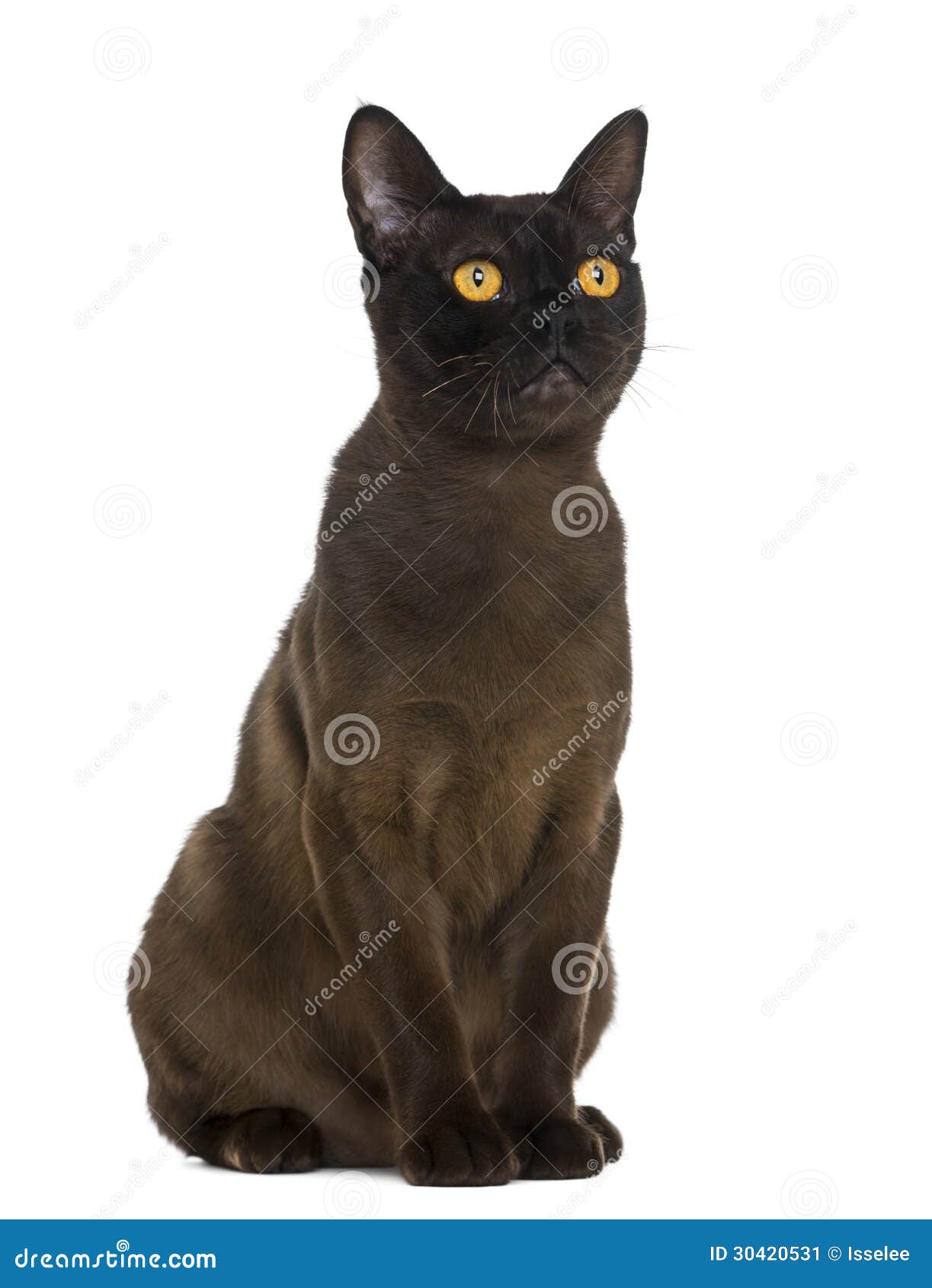 bombay cat sitting and looking up