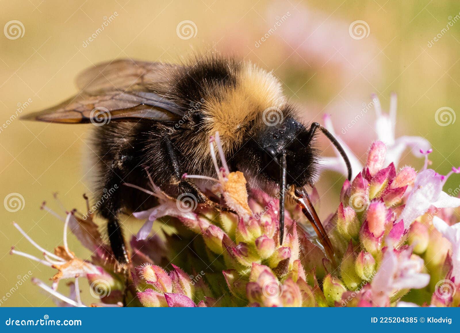 bombus subterraneus bumble bee lapping up nectar from flower