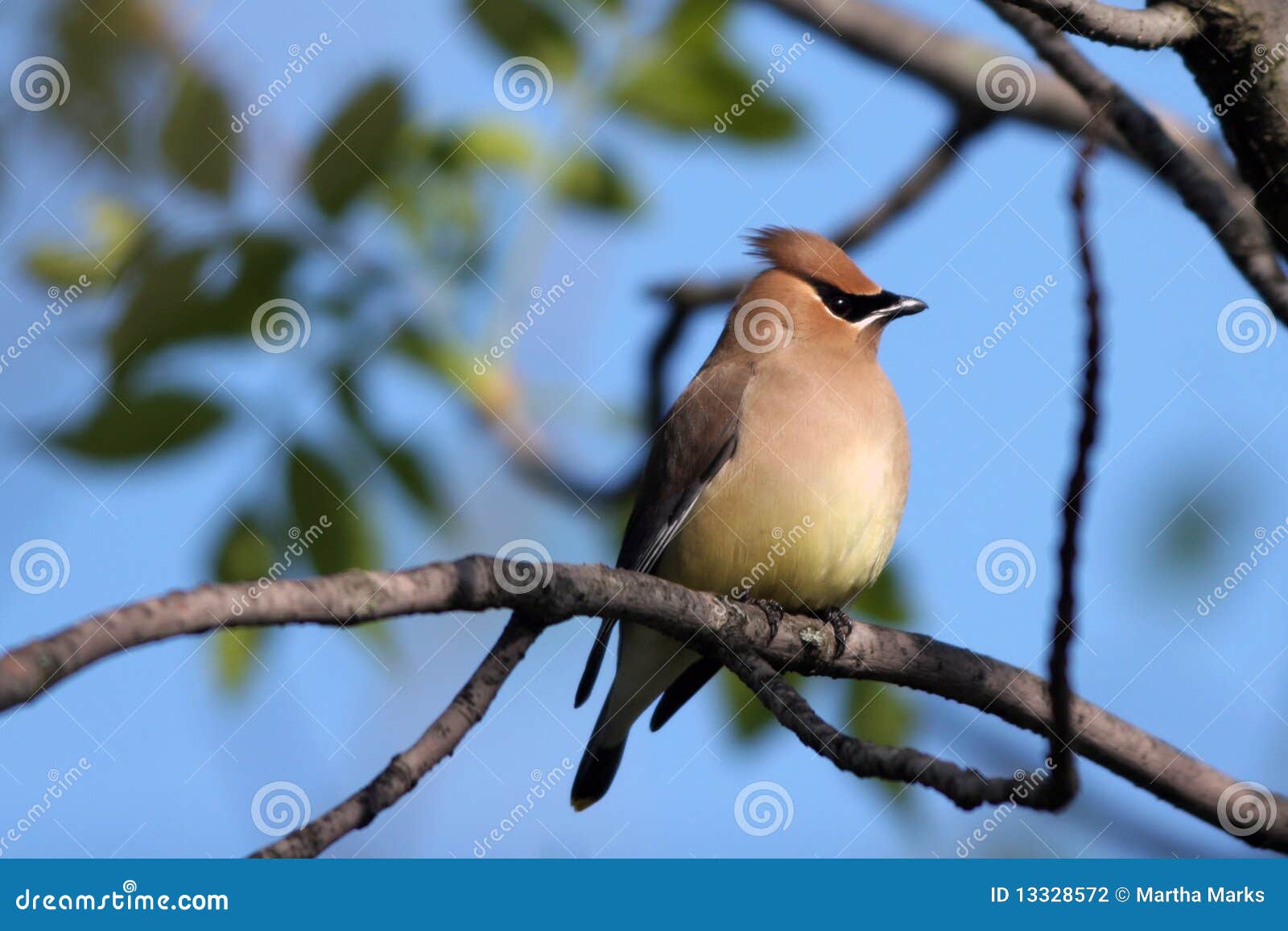 Bombycillacederträcedrorum som waxwing. Perched lyftt tree för filialcederträ som vapen waxwing