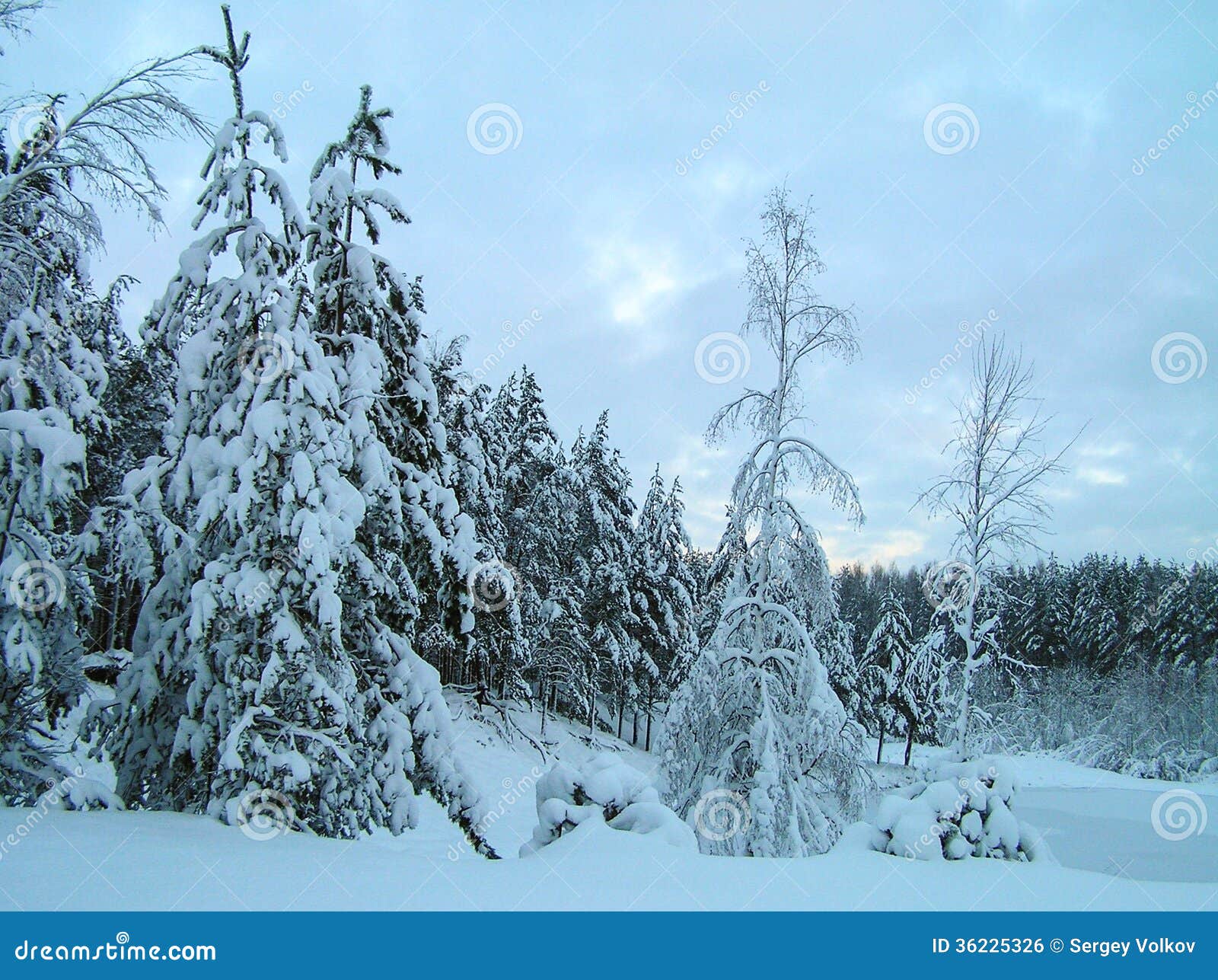Bomen in de sneeuw. Bomen onder sneeuw in de winter. Vorst, sneeuw, de winter