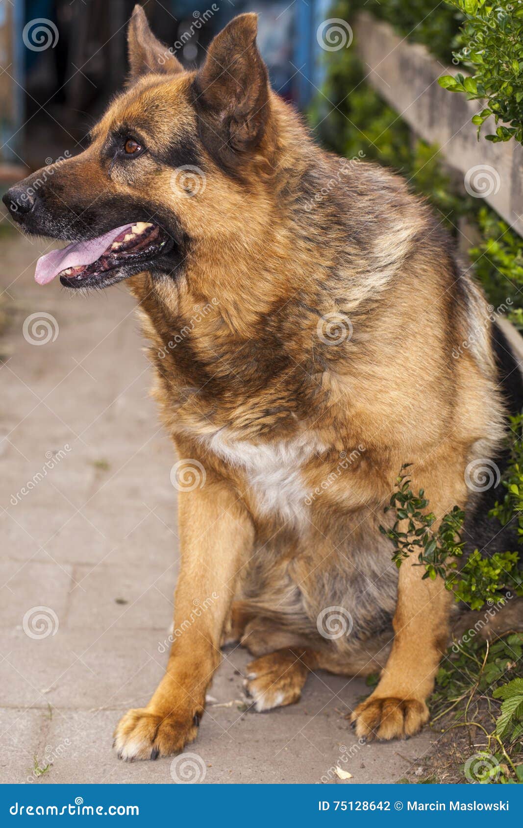 Bon Chien De Garde Un Berger Allemand Photo Stock Image