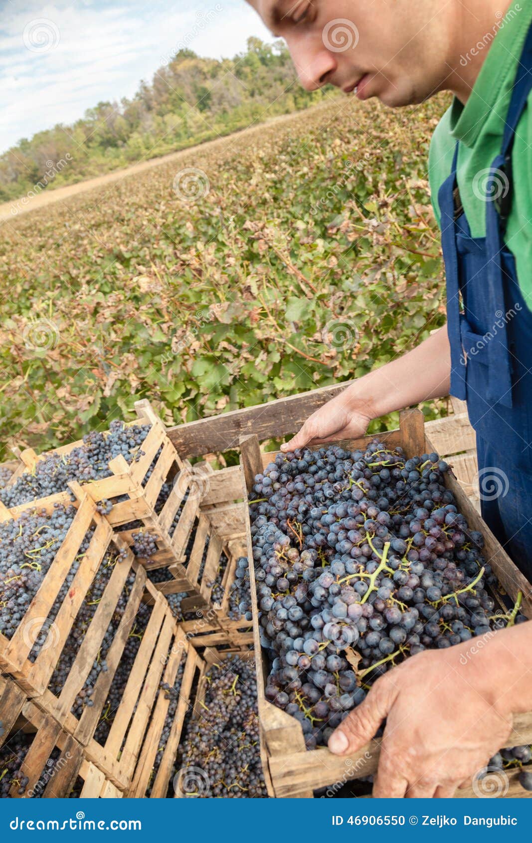 Bonde Working In Vineyard. Ung bonde In Vineyard Holding Busket mycket av mogna röda druvor