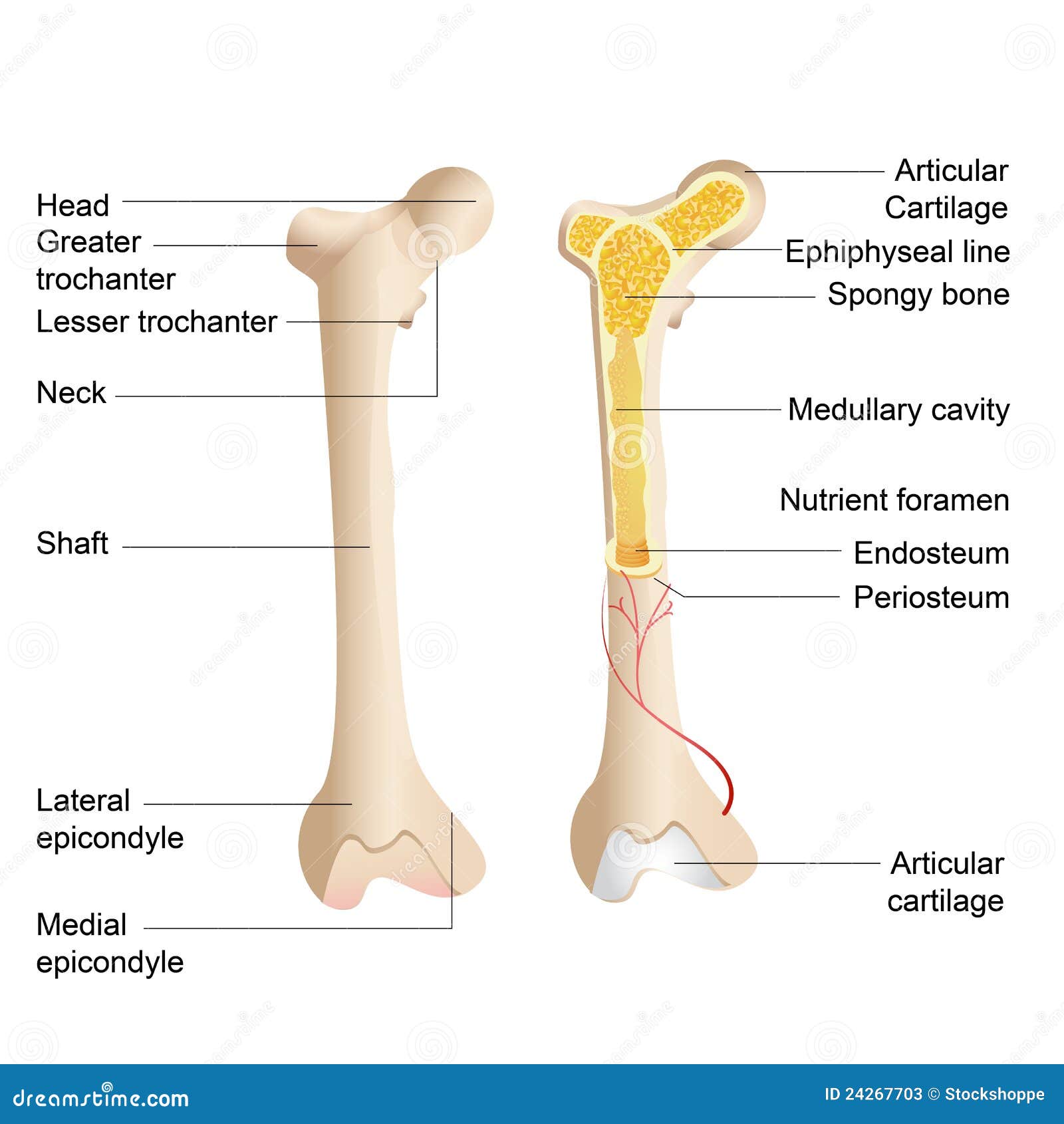 bone anatomy