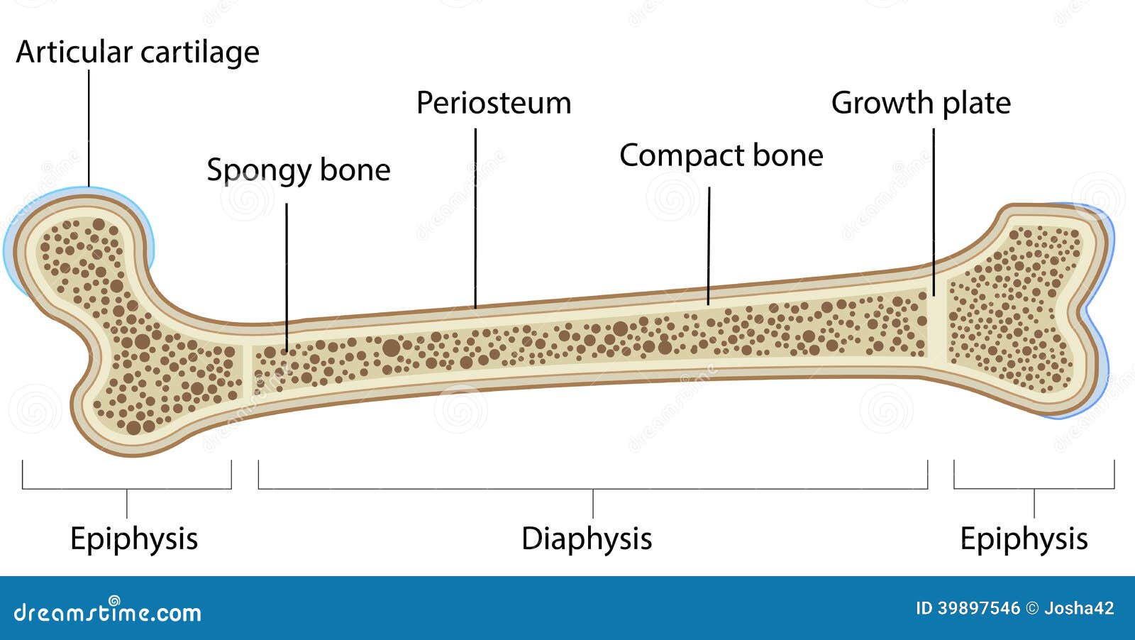 Bone Anatomy Labeled Diagram Stock Vector