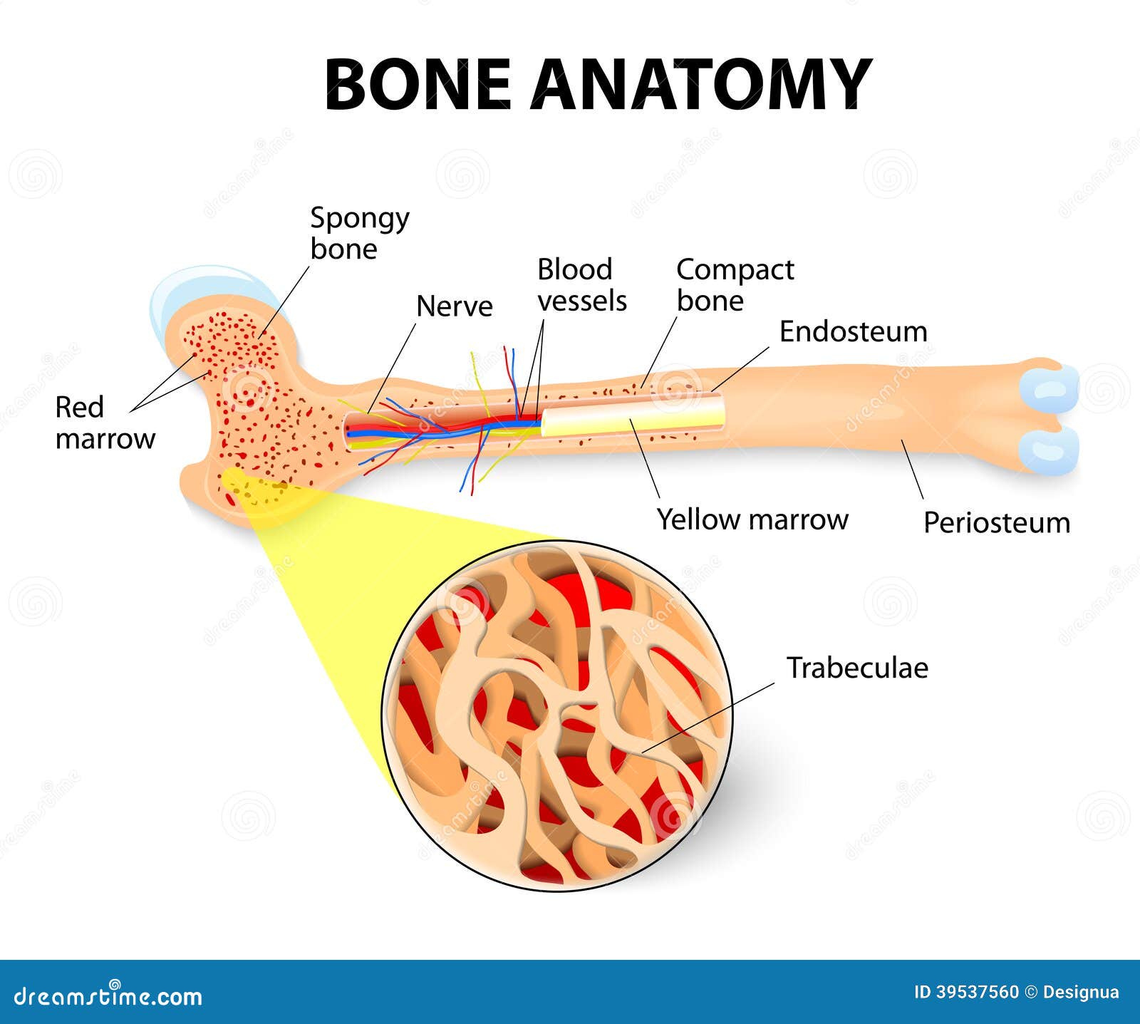 bone anatomy