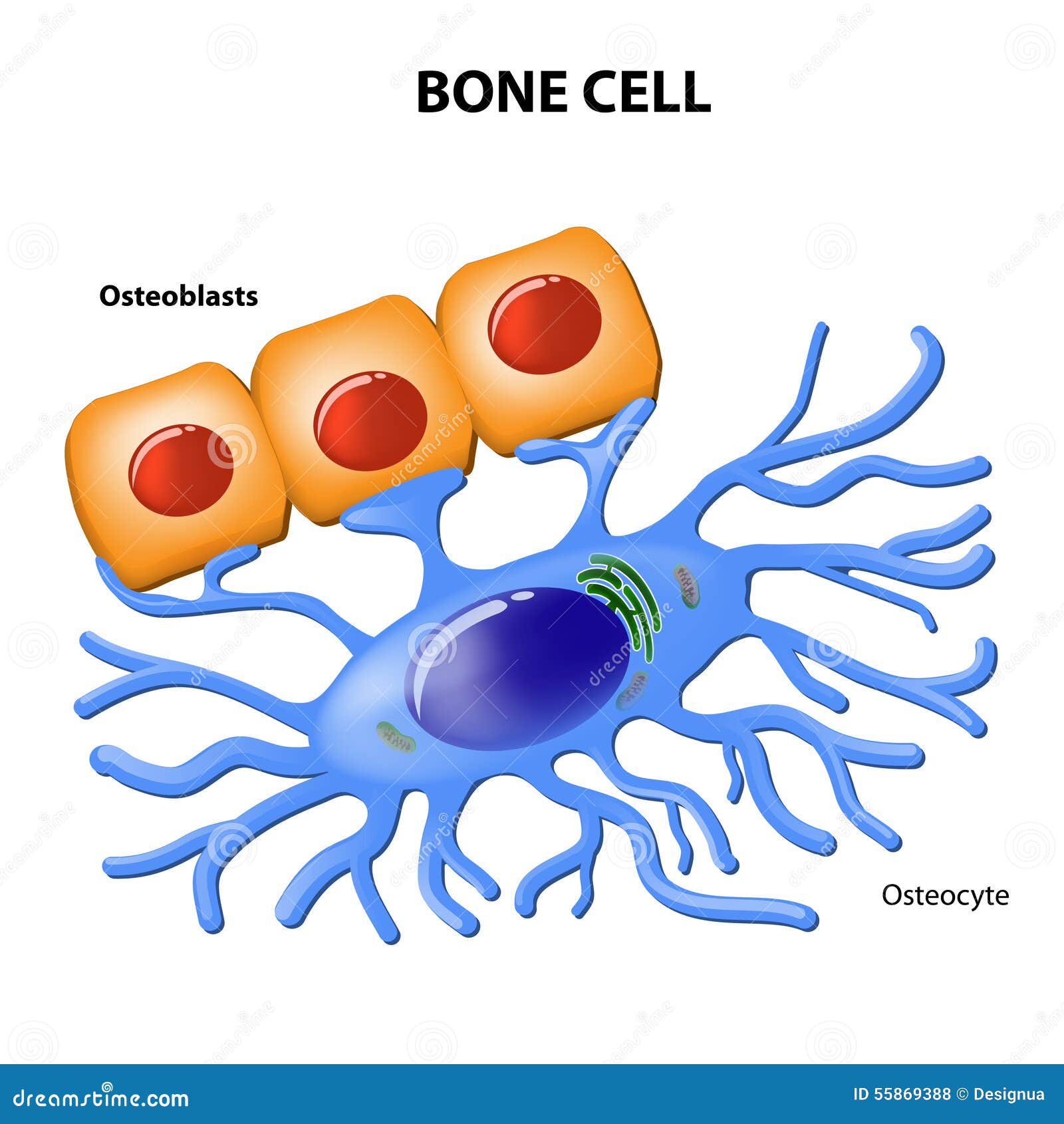 Osteoblast Cartoons, Illustrations & Vector Stock Images - 23 Pictures