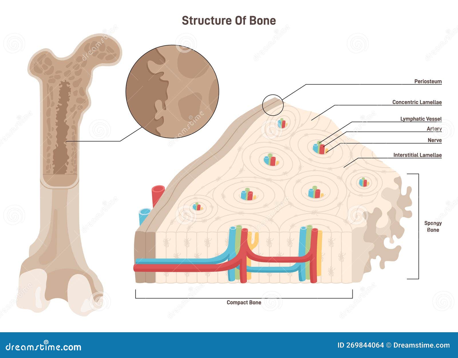 Bone Cross Section Anatomical Detailed Structure Of Bone Tissue Stock