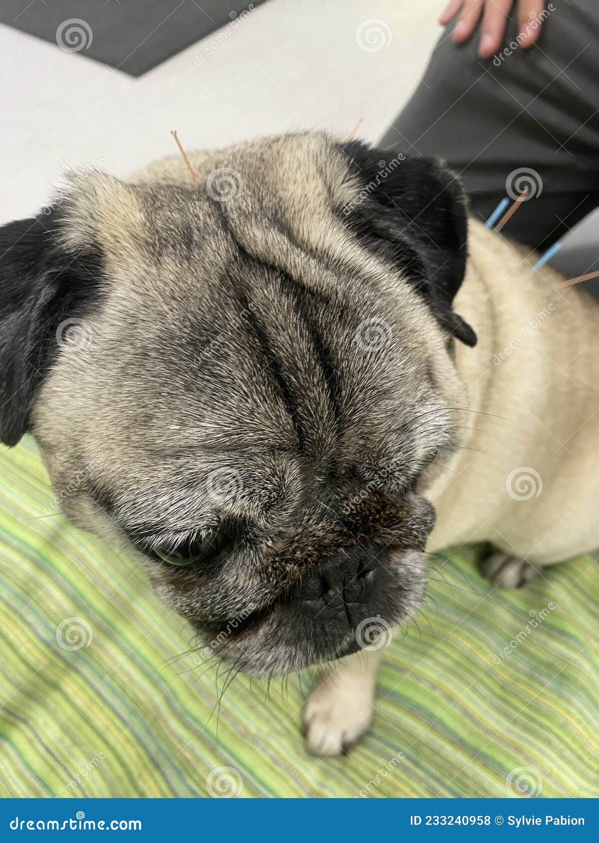 Bone and Joint Problems in Dogs. Osteoarthritis in Dogs Stock Photo