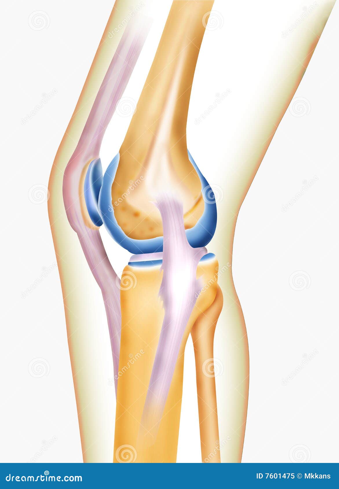 Bone knee stock illustration. Illustration of compact - 7601475