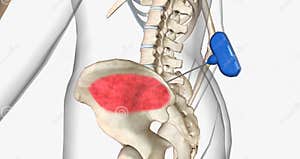 Bone Marrow Biopsy External View Stock Photo CartoonDealer 