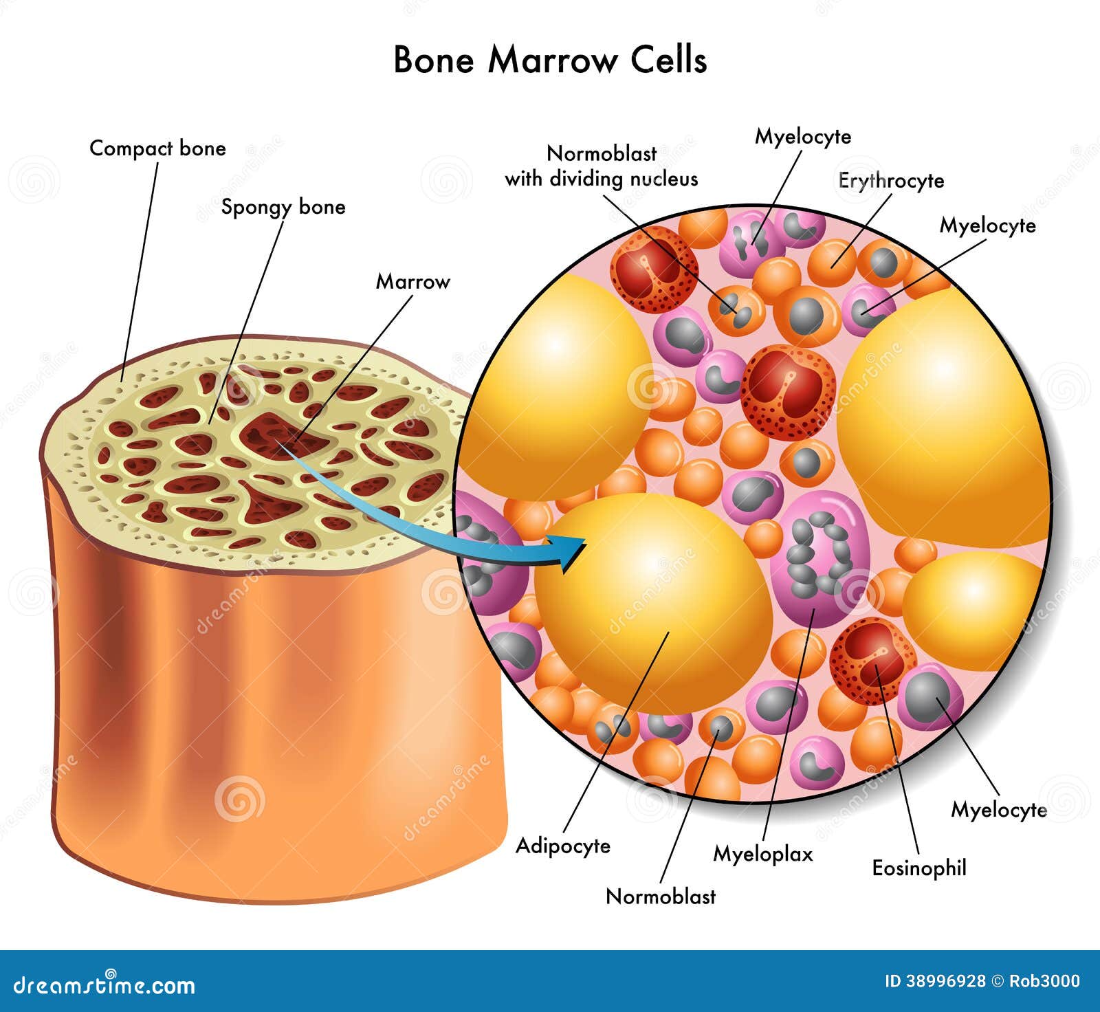 bone marrow cells