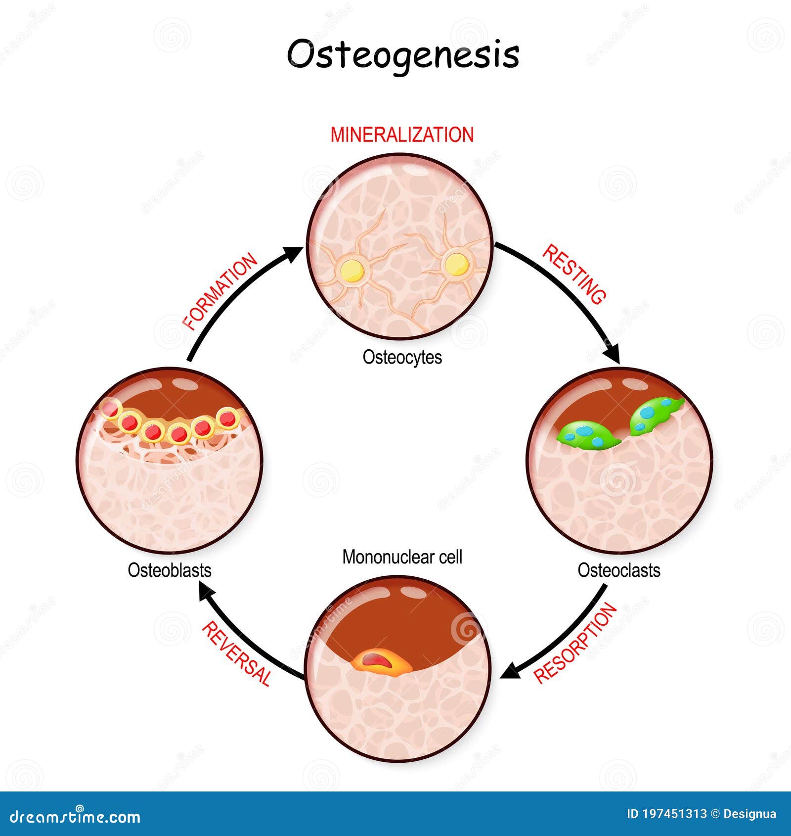 bone remodeling. describe a process of ossification