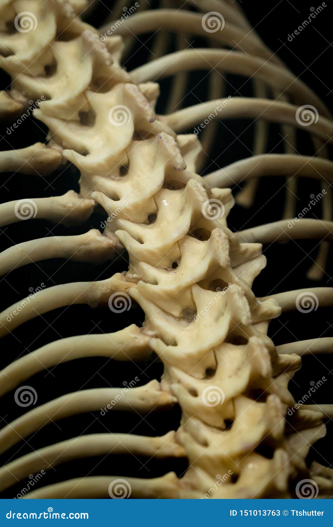 The bone of a snake editorial stock photo. Image of show - 151013763