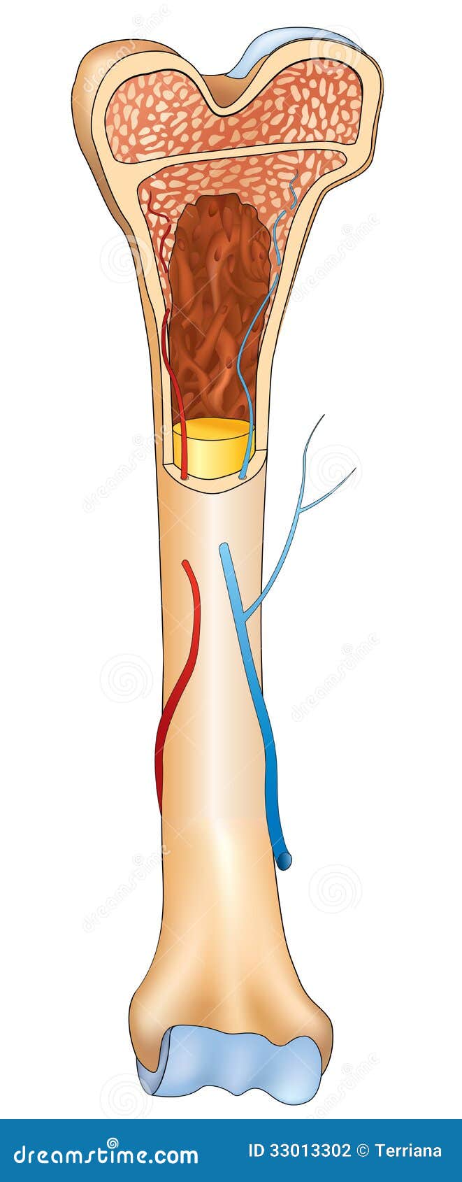 Bone structure details stock vector. Image of compact - 33013302