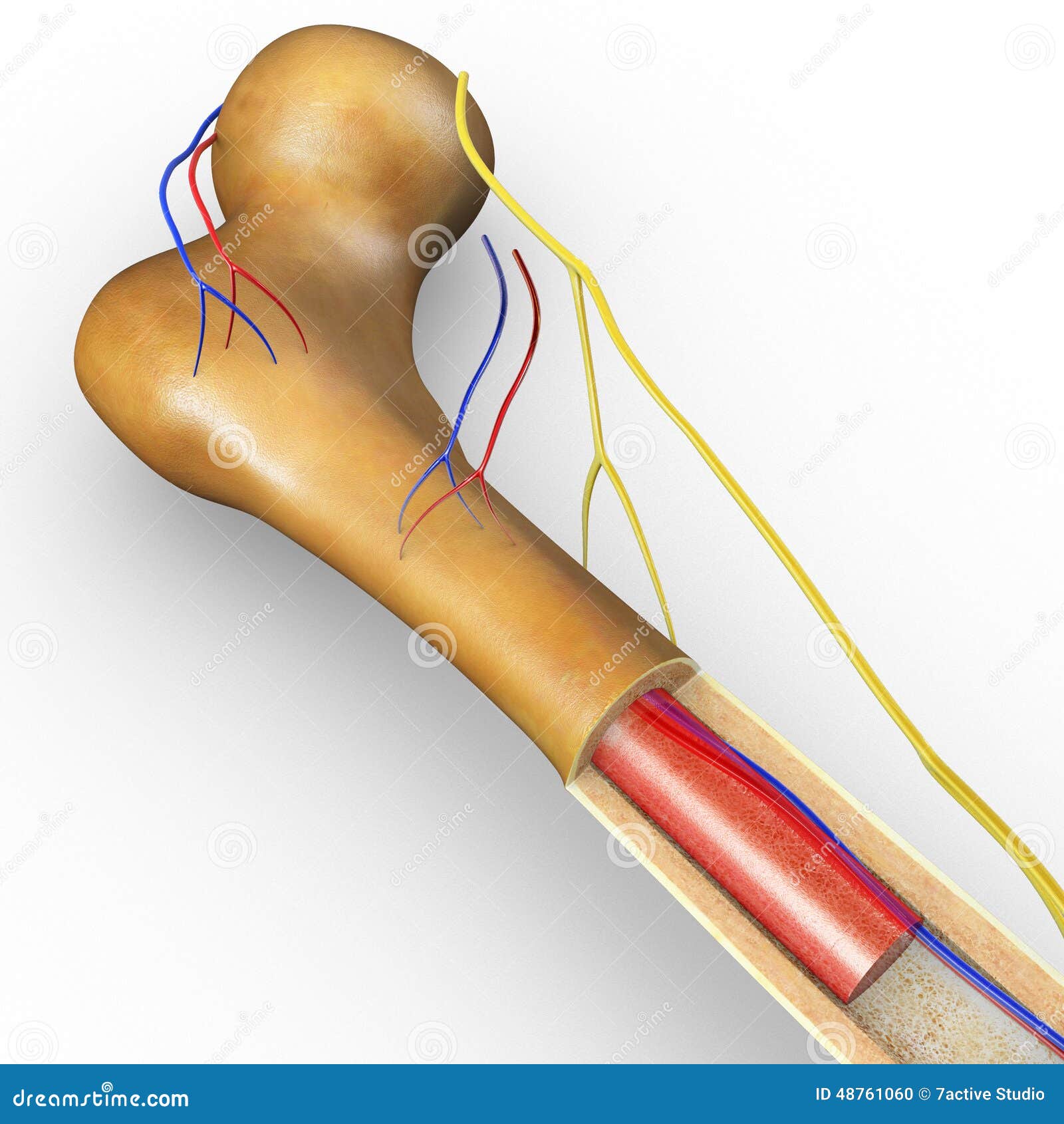 Bone structure stock illustration. Illustration of periosteum 48761060
