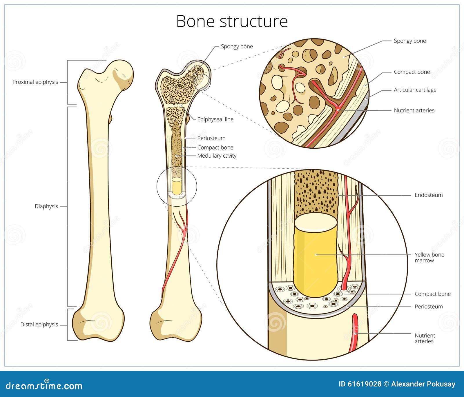 Bone Structure Medical Educational Vector | CartoonDealer.com #61619041