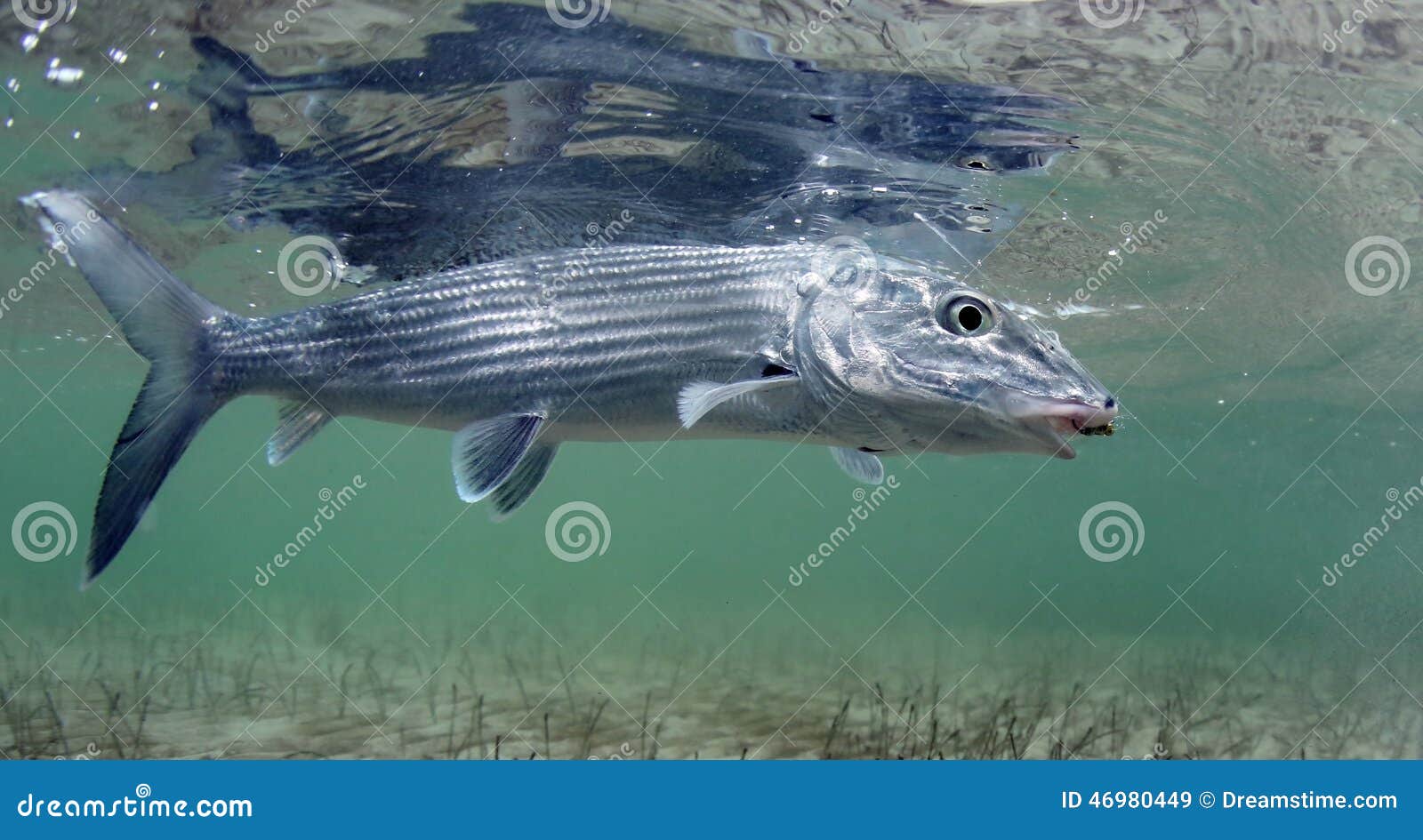 bonefish hook on fly