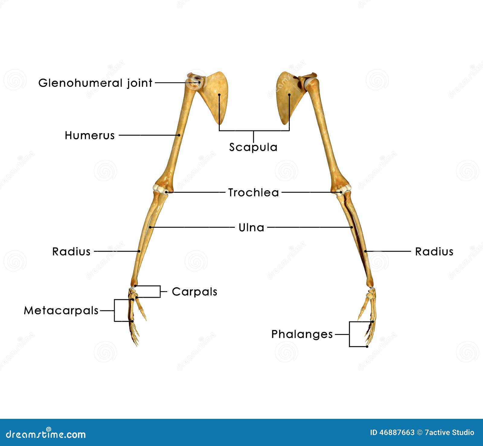Bones of the Arm and Hand stock illustration. Image of physiology