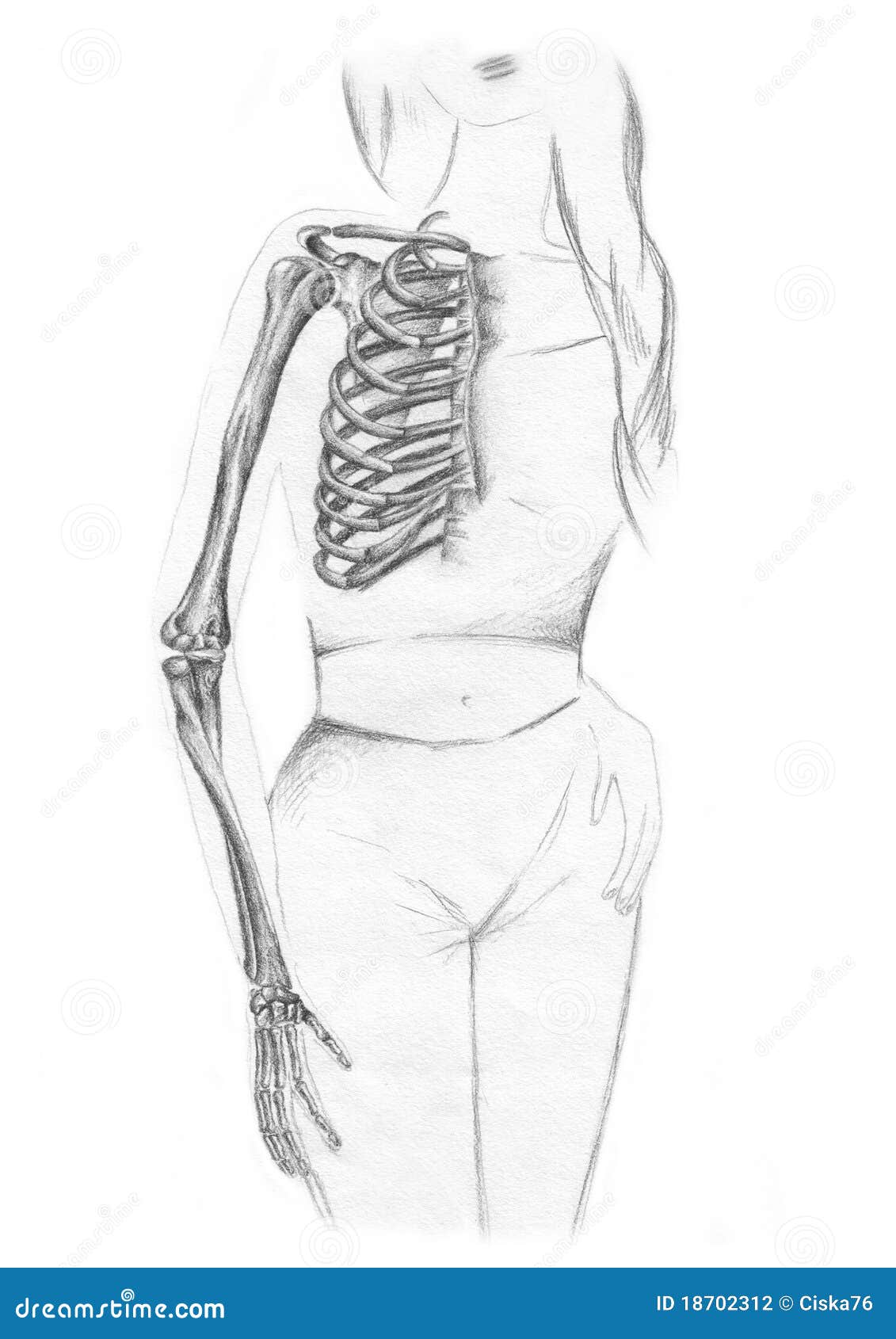Hand Drawn Composition Of Sketches Illustration Of Human Anatomy  Emphasizing The Chest And The Hands Stock Photo Picture and Royalty Free  Image Image 78601295