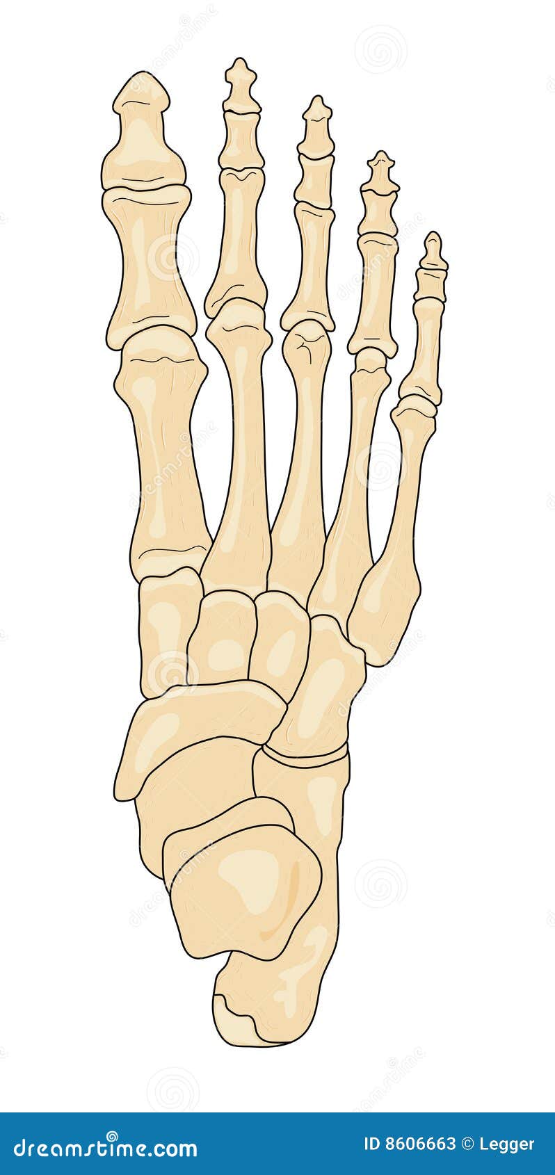 Bones Of The Foot Stock Photos - Image: 8606663