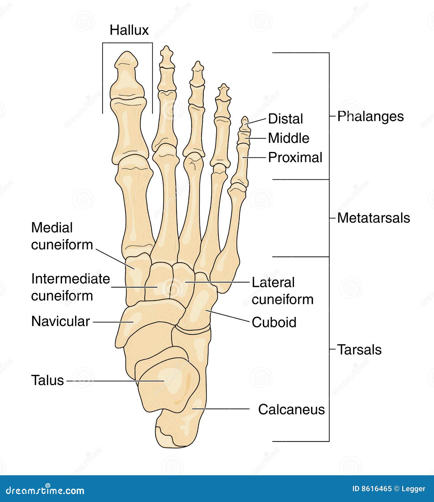 Bones of stock vector. Illustration of calcaneus - 8616465