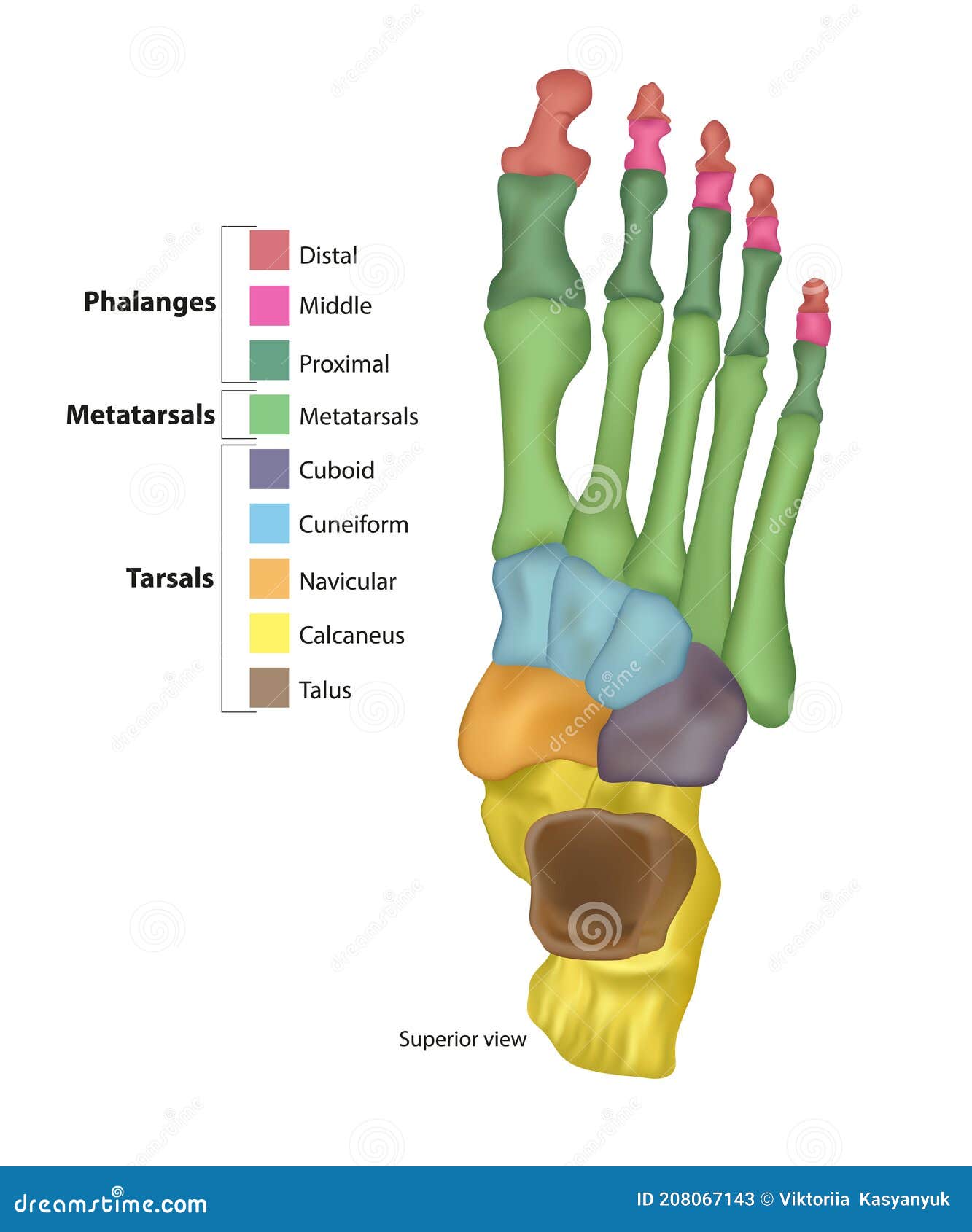 Metatarsals And Tarsals