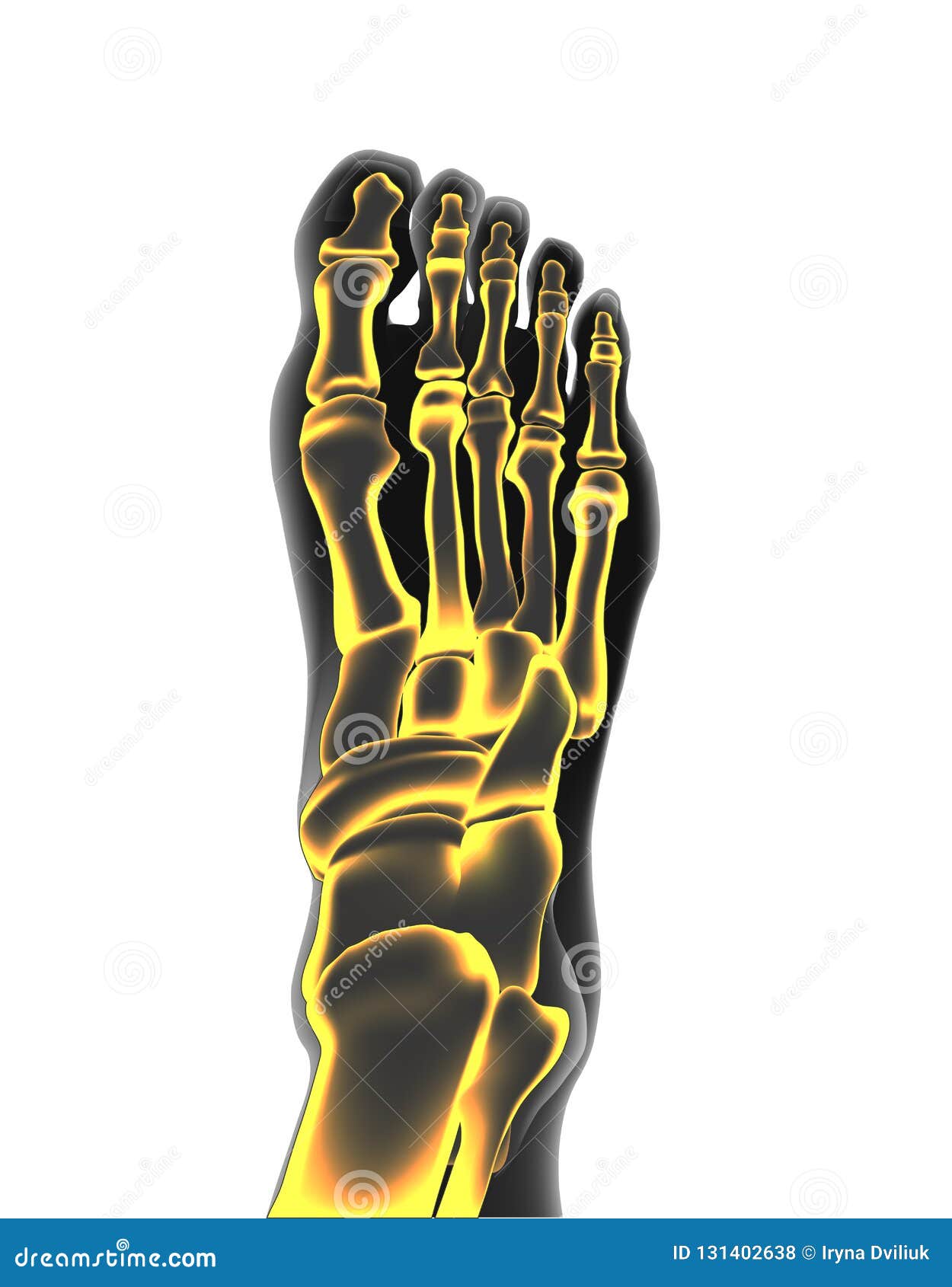 bones the of foot