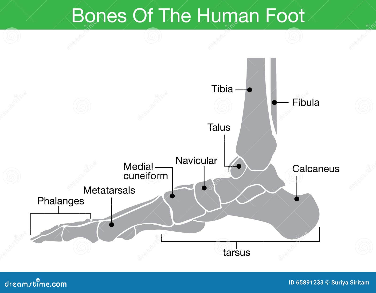 bones of the human foot