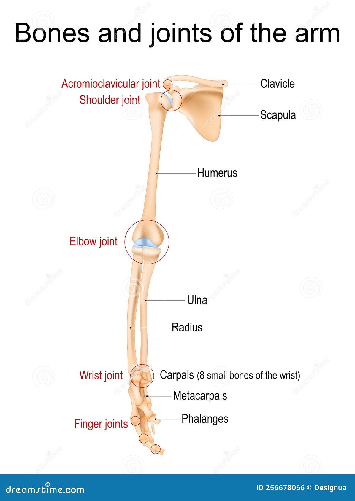 Bones and Joints of the Arm, Forearm, and Hand Stock Vector