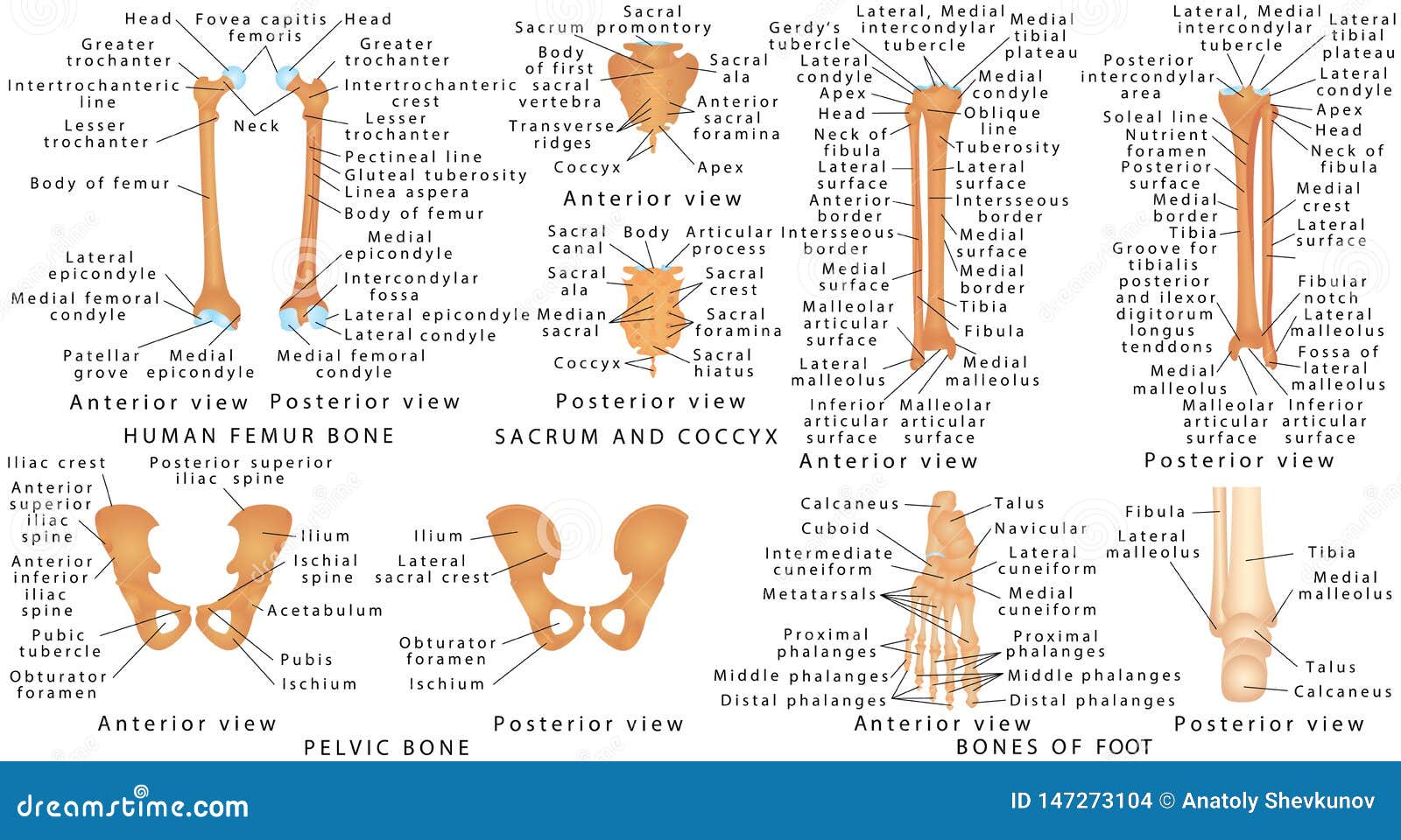 bones of lower limb of human.